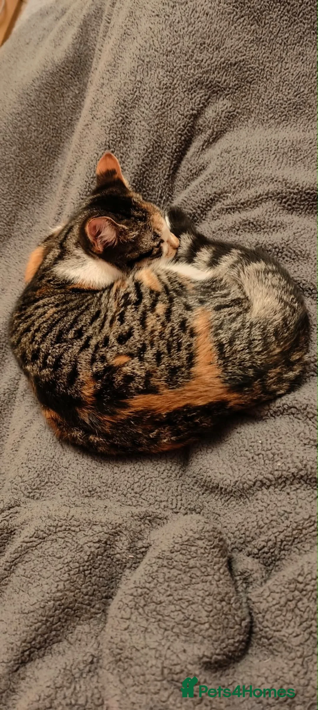 Mixed Breed cats for sale: Darcy  in Llanelli - Advert 5
