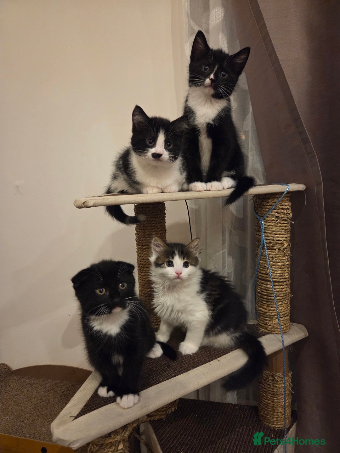 Mixed Breed cats for sale: Male kitten - Advert 8