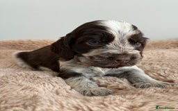 Cocker Spaniel dogs for sale: Show type cocker spaniels  - Image 18