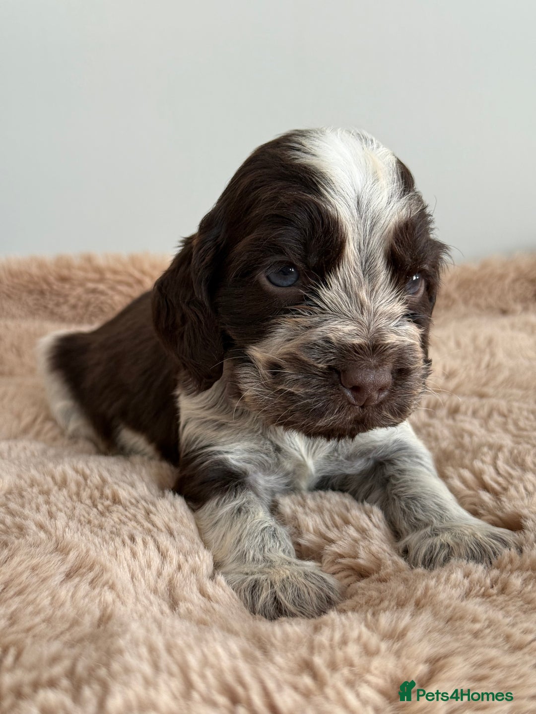 Cocker Spaniel dogs for sale: Show type cocker spaniels  - Image 18