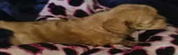 Cavapoo dogs for sale: Red f1b TOY cavapoo puppies in Bedford - Advert 4