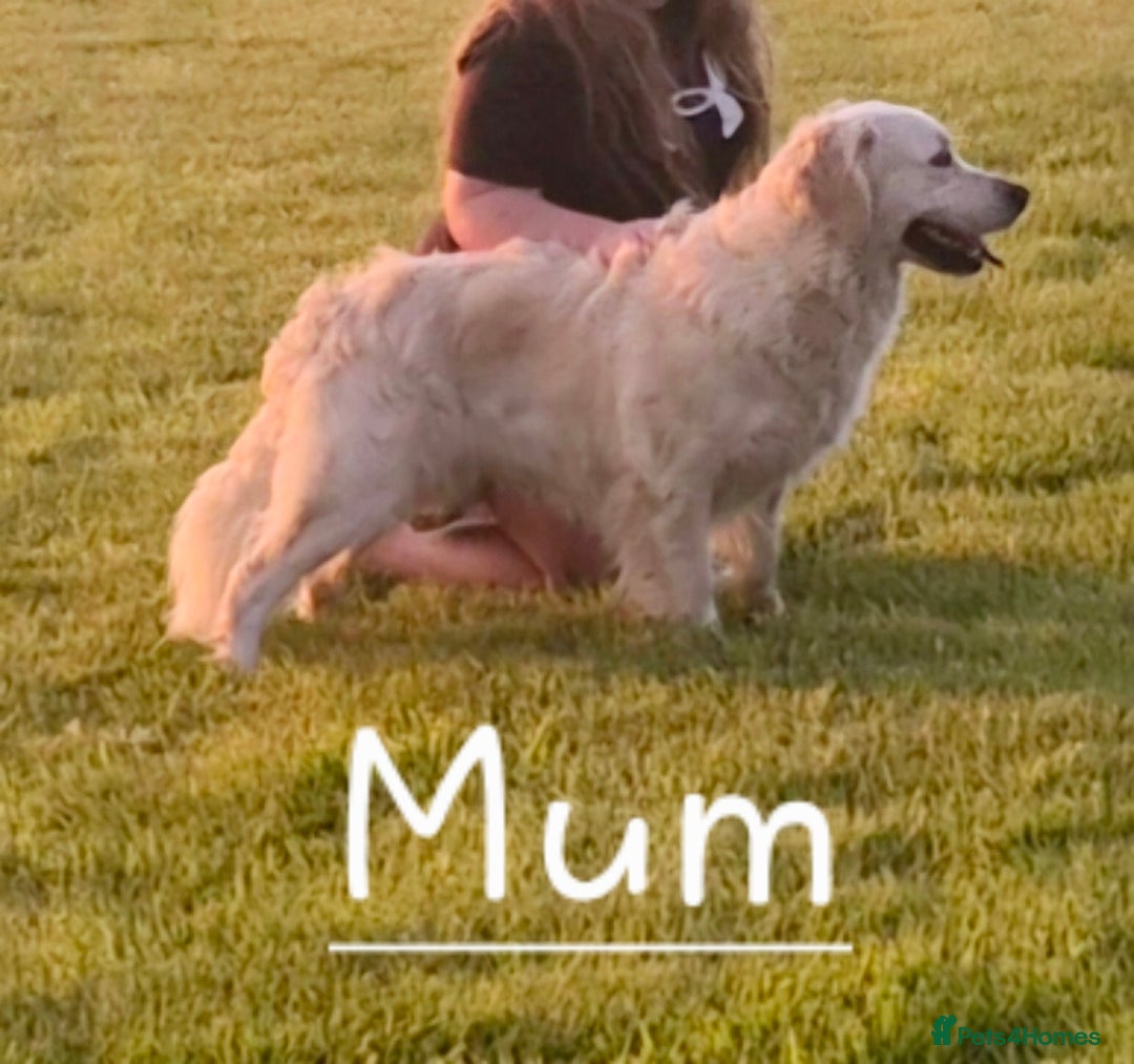 Golden Retriever dogs for sale: Outstanding Golden Retriever Puppies  - Image 6