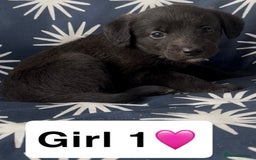 Mixed Breed dogs for sale: Bedlington whippet puppies - Image 7