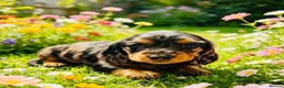 Miniature Dachshund dogs for sale: Quality Miniature Dachshund puppies - Advert 4