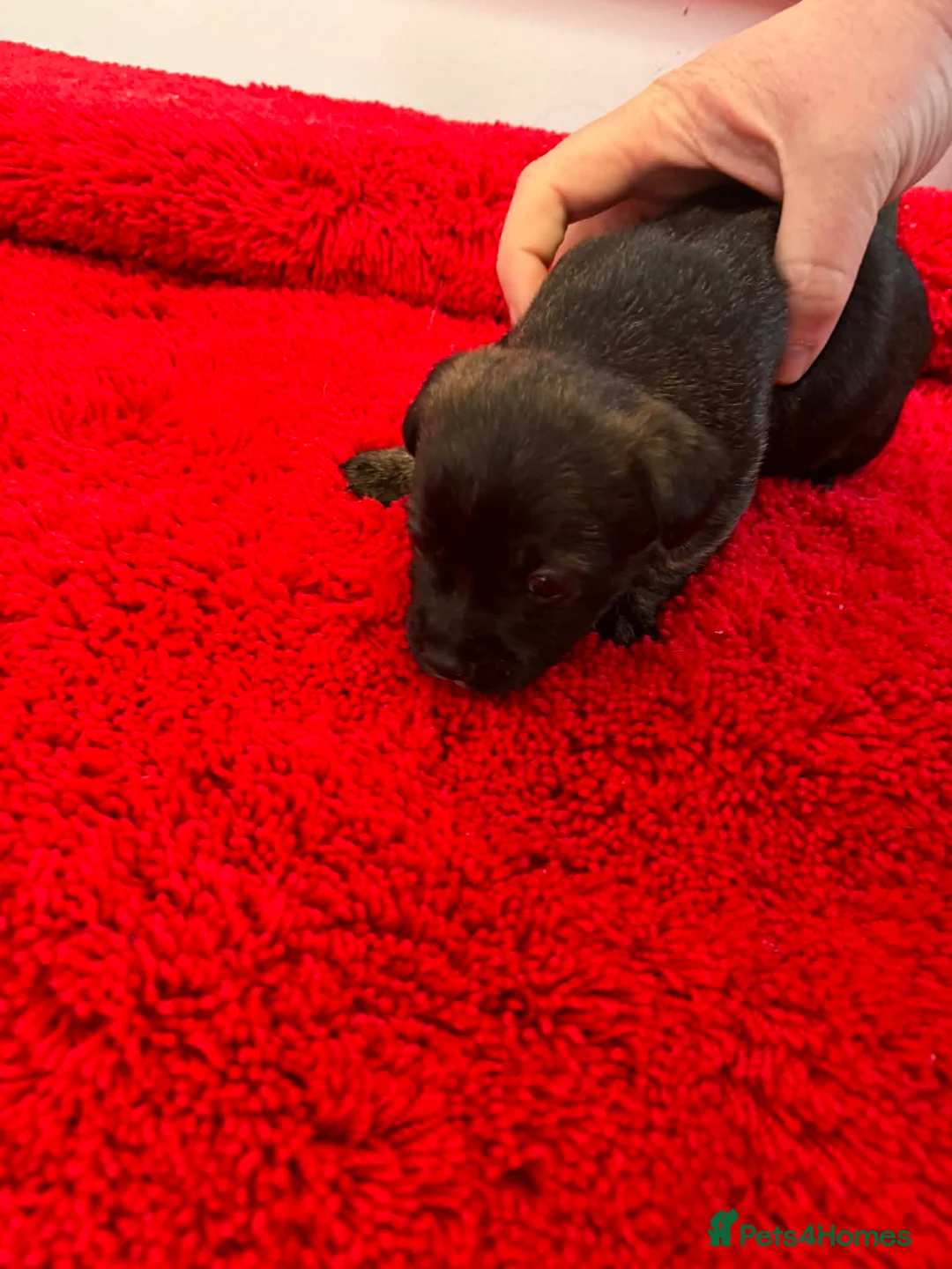 Jack Russell dogs for sale: Jack Russel pups  - Advert 3