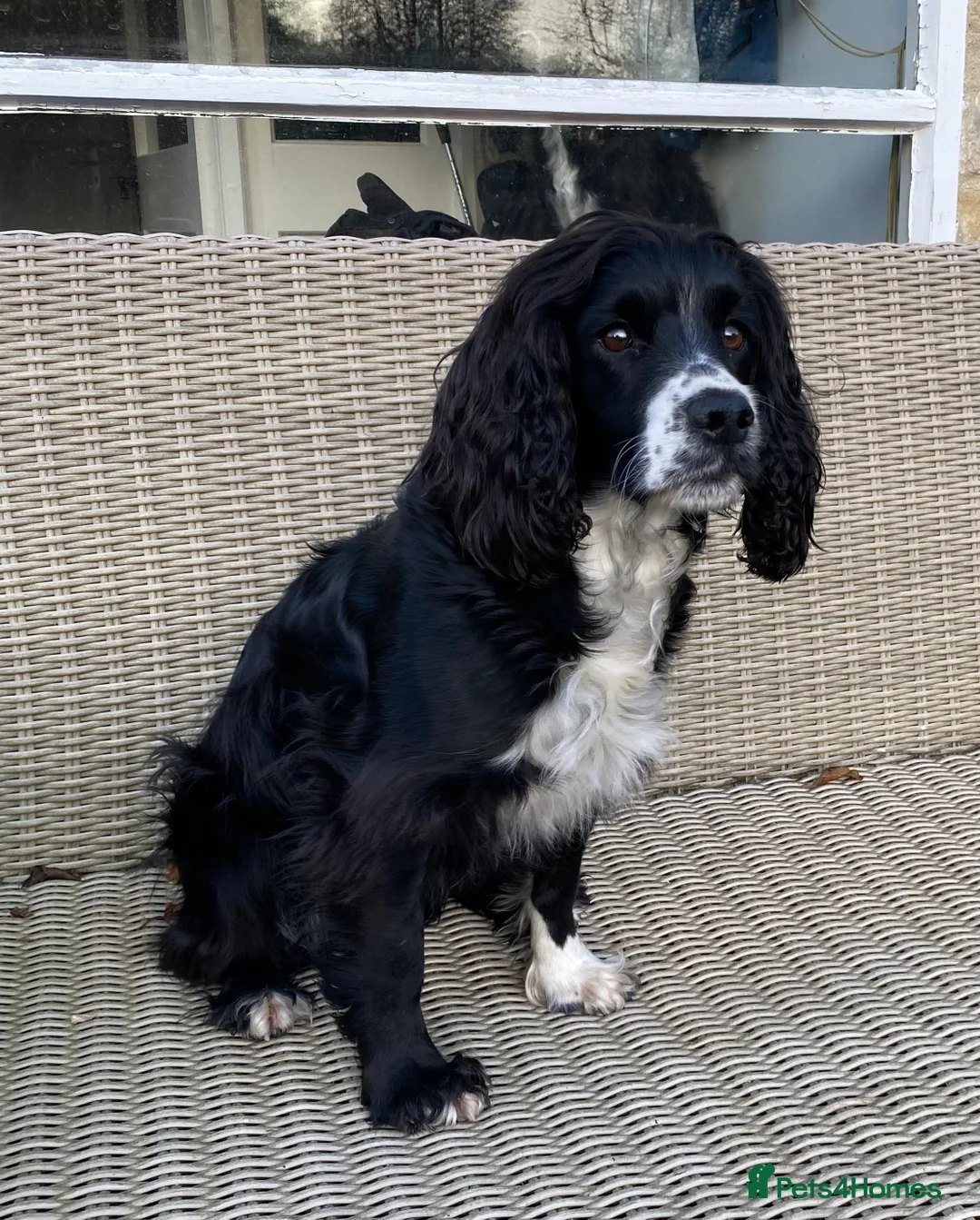 Cocker Spaniel dogs for sale: KC Registered Litter of Cocker Spaniels - Advert 8