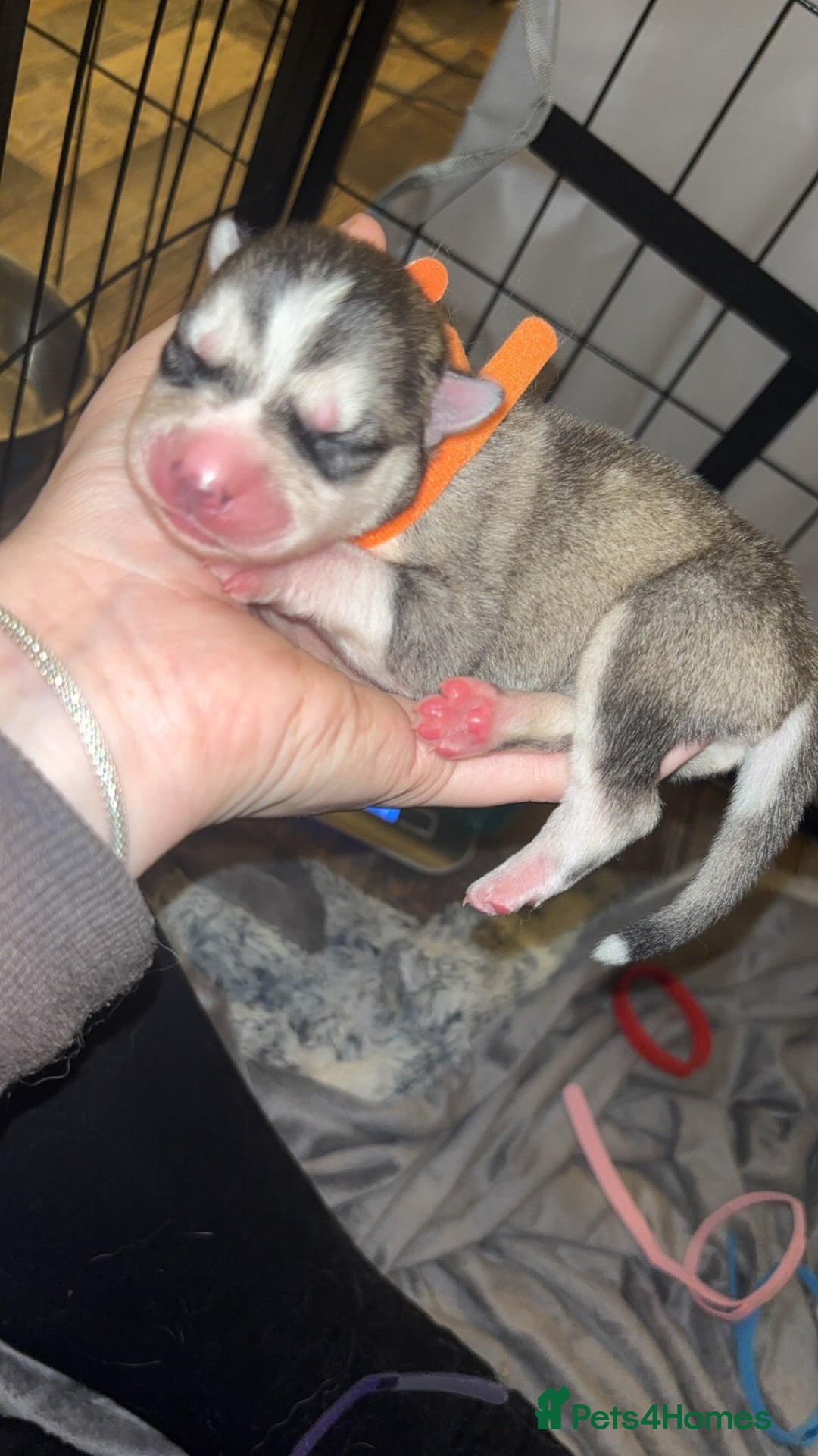 Siberian Husky dogs for sale: 6 Beautiful Siberian Husky’s ❤️ - Advert 7