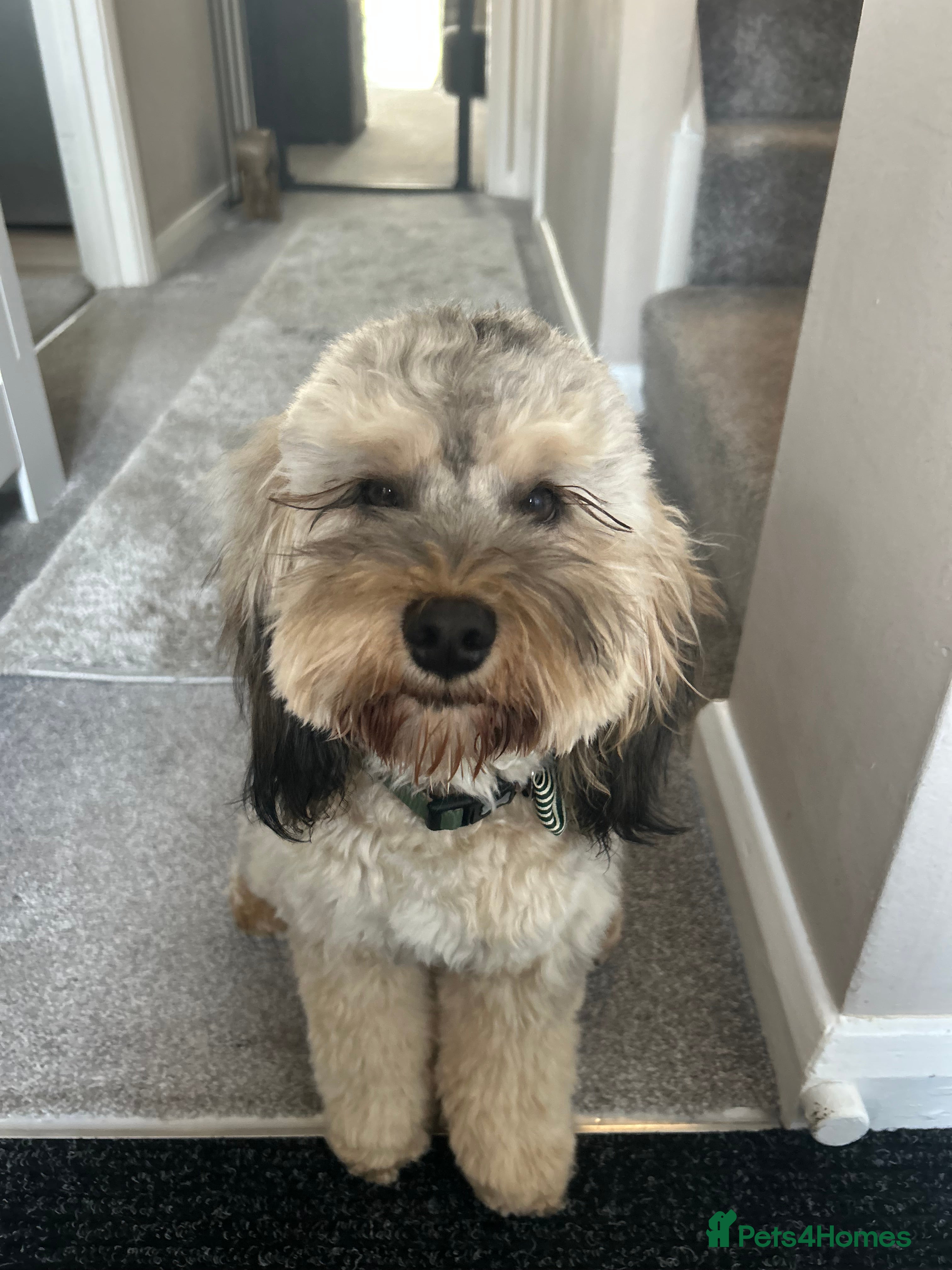 Cockapoo dogs Miniature Cockerpoo - Advert 4