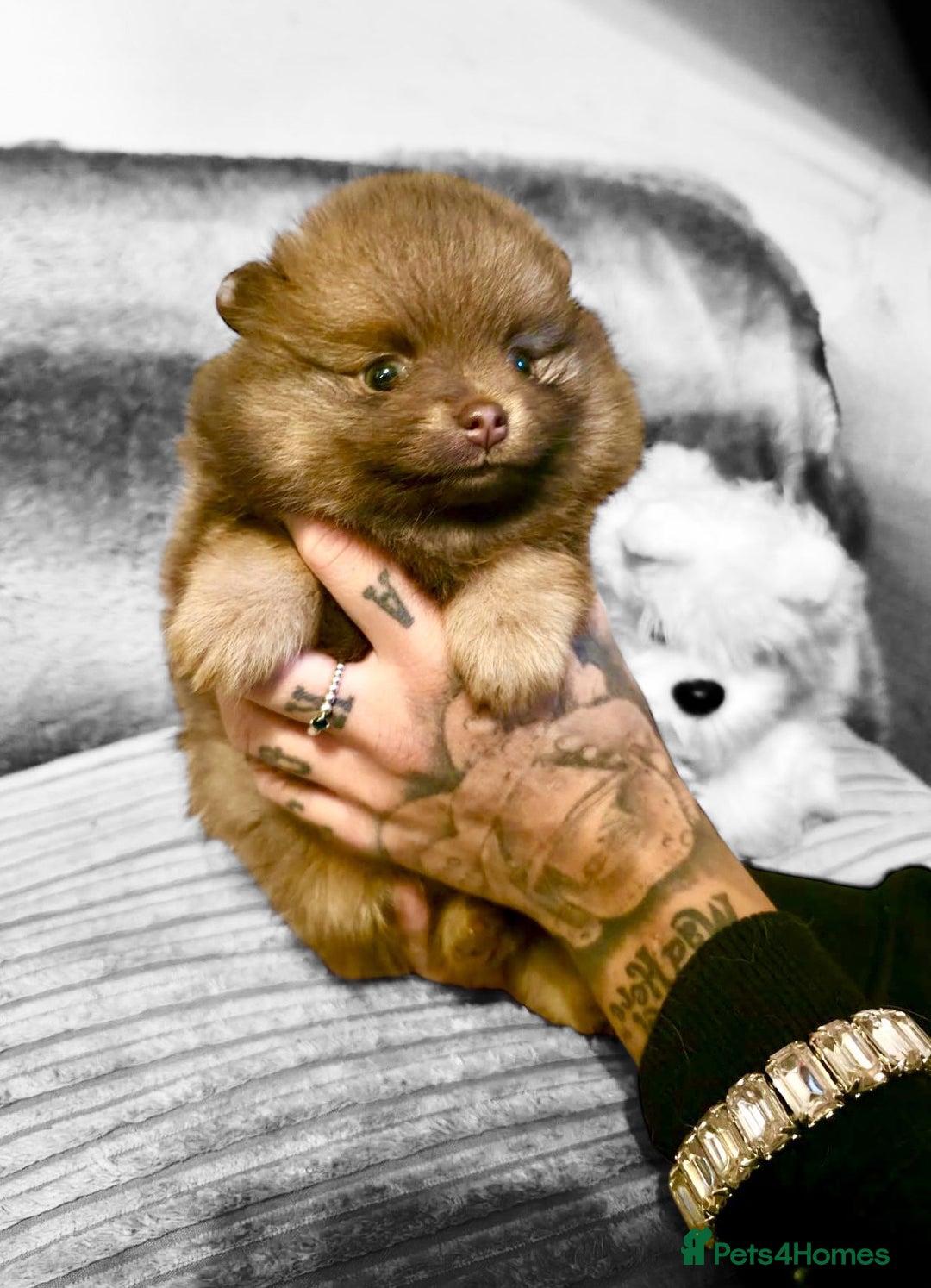 Pomeranian dogs for sale: Rare miniature Teddy face pomeranian puppies  - Image 10