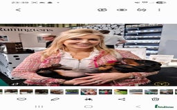 Dachshund dogs for stud: Stud dog - Image 9