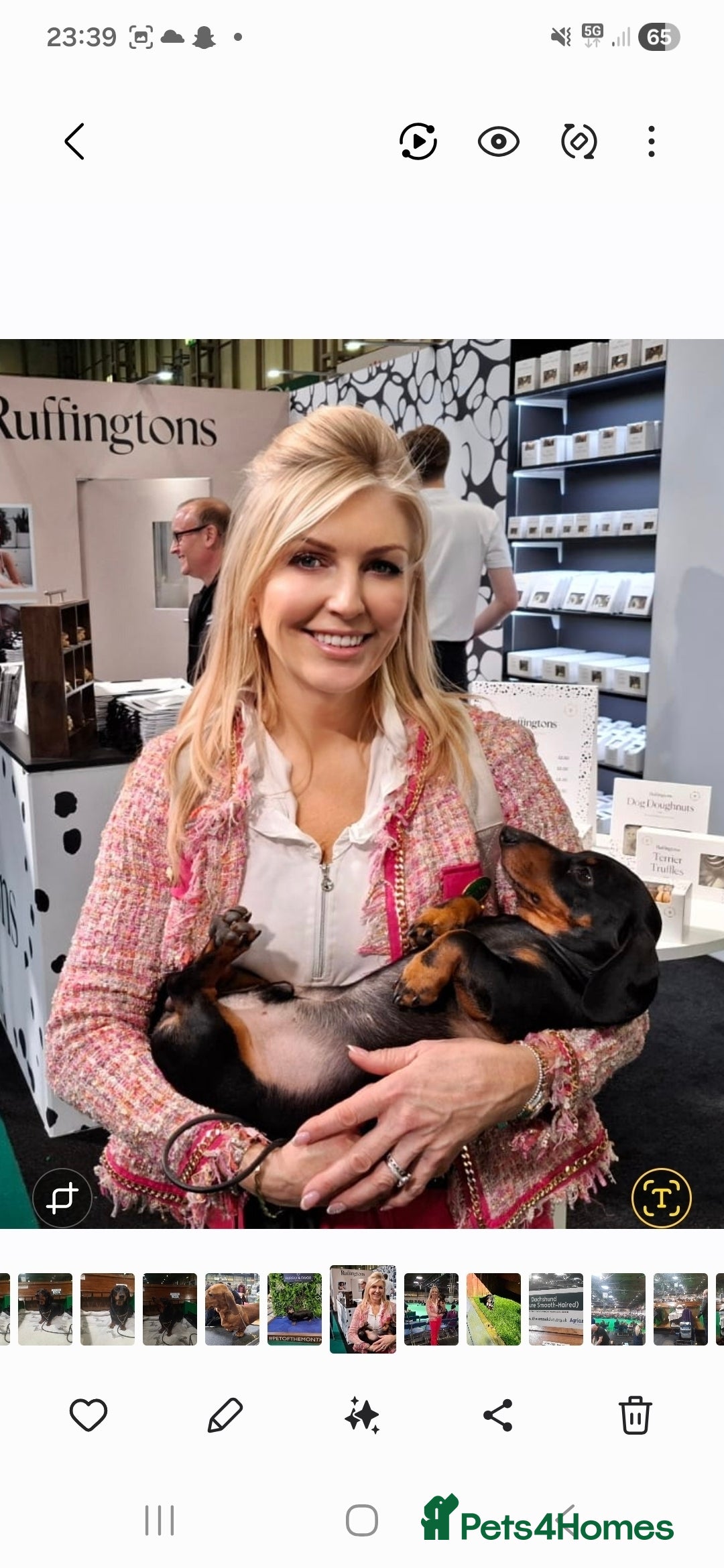 Dachshund dogs for stud: Stud dog - Image 9