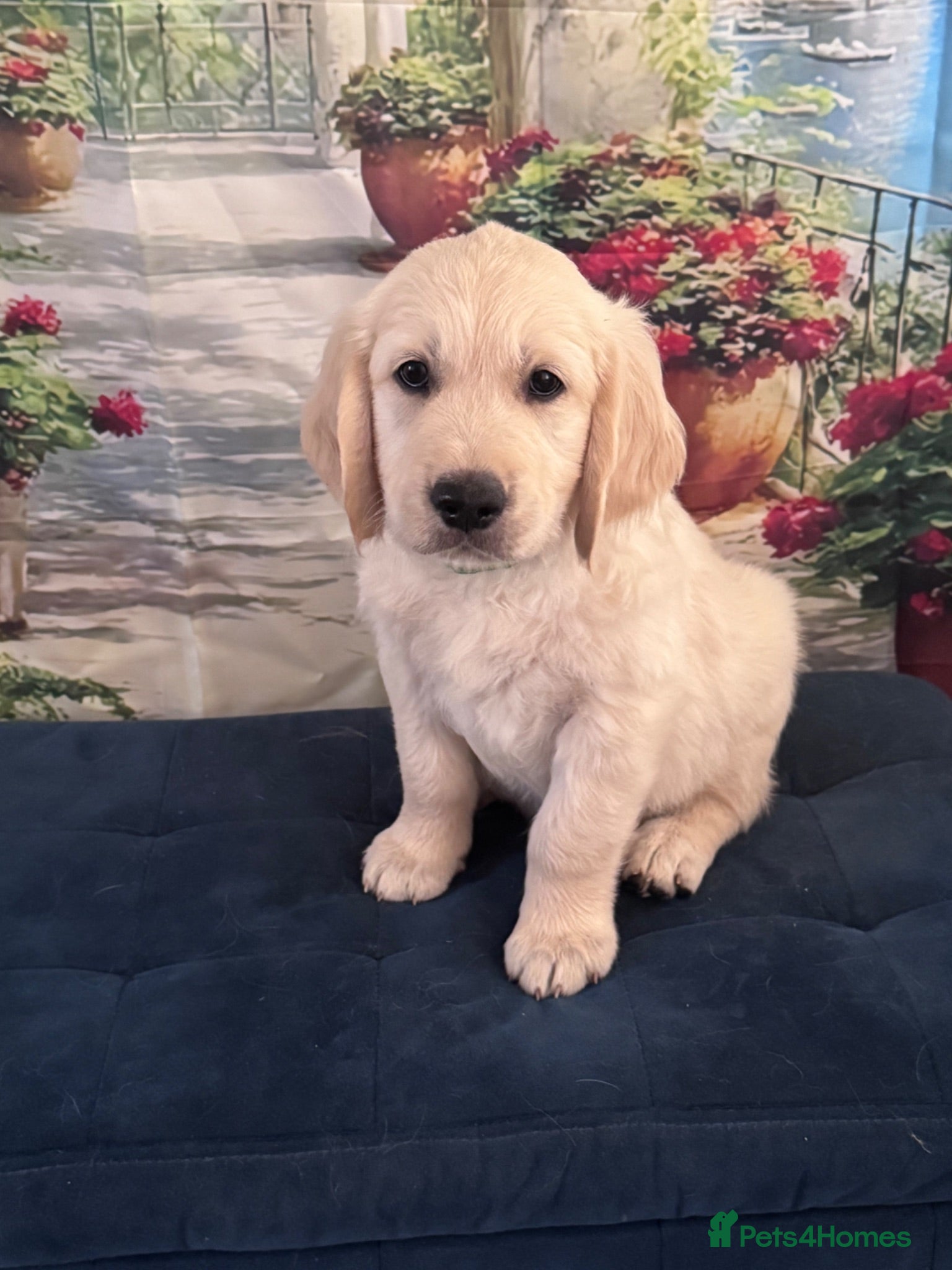 Golden Retriever dogs Beautiful Golden Retriever puppies - Advert 5