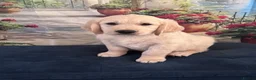 Golden Retriever dogs for sale: Beautiful Golden Retriever puppies - Advert 9