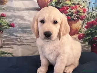 Golden Retriever dogs Beautiful Golden Retriever puppies - Advert 5