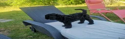 Poodle dogs for sale: Miniature poodle black excellent breeding in Christchurch - Advert 5