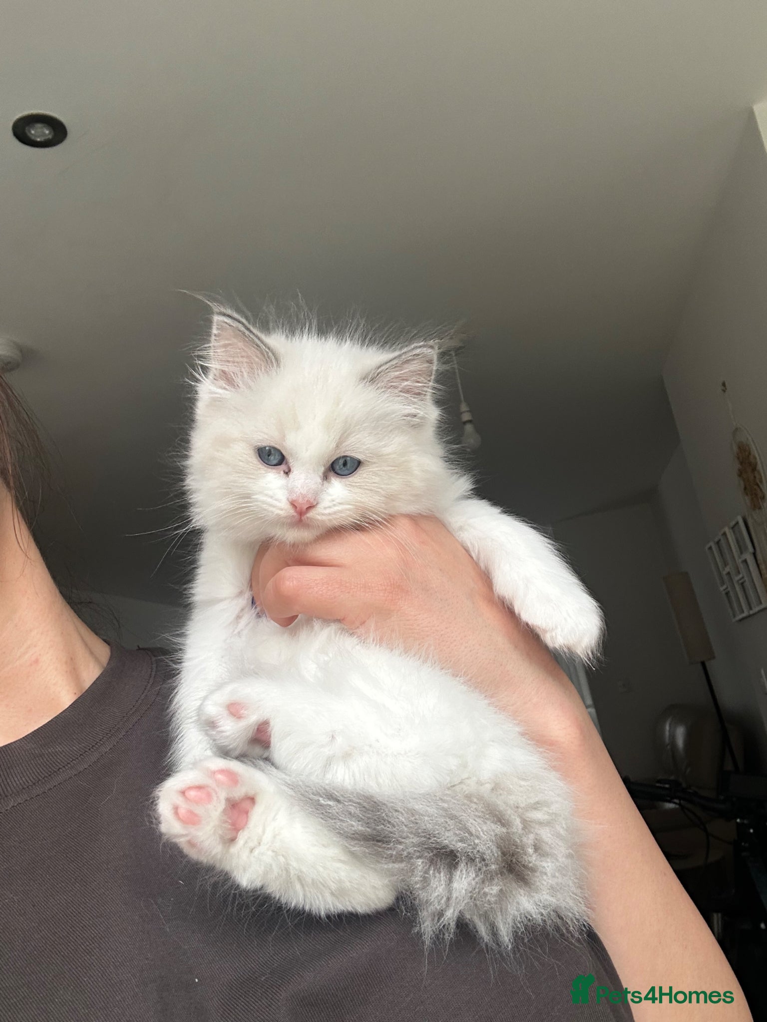 Ragdoll cats 1 handsome Ragdoll kitten left  - Advert 17