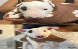 Bull Terrier dogs for sale: READY NOW. KC REGISTERED Bull Terrier Puppies - Image 10