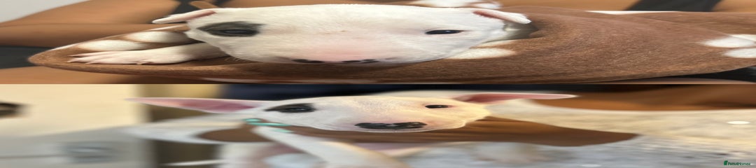 Bull Terrier Puppy 4
