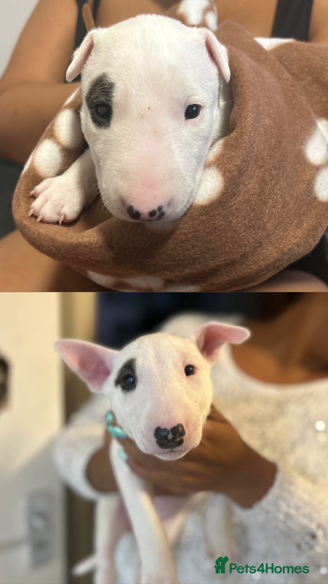 Bull Terrier dogs for sale: READY NOW. KC REGISTERED Bull Terrier Puppies - Image 10