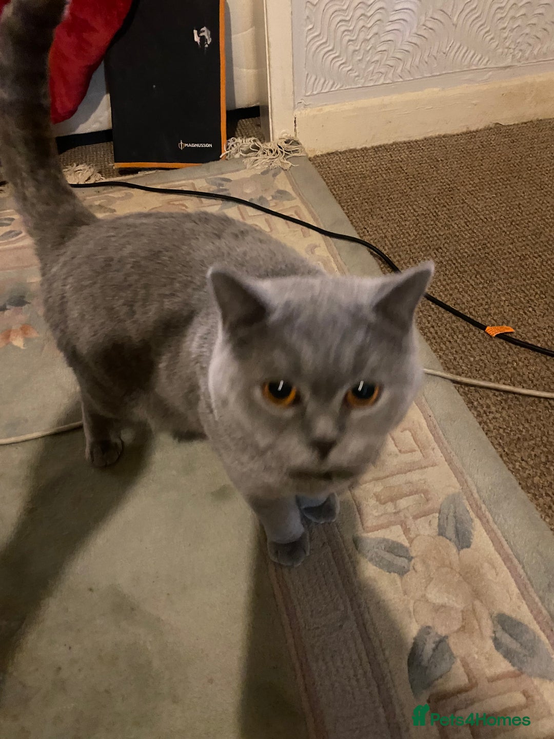 British Shorthair cats for sale: female - Advert 5