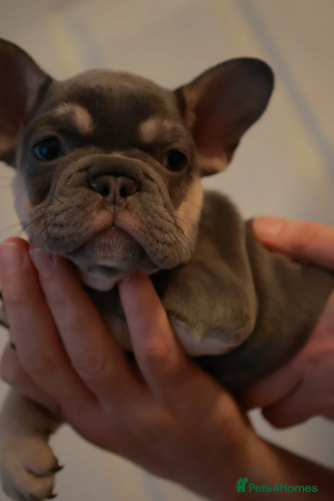 French Bulldog dogs for sale: French bulldog pups  - Advert 4
