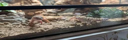 Gecko reptiles for sale: Leopard gecko  in Hounslow - Advert 10