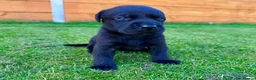 Labrador Retriever dogs for sale: KC Registered Labrador Babies 🐾🐾🐾 - Advert 4