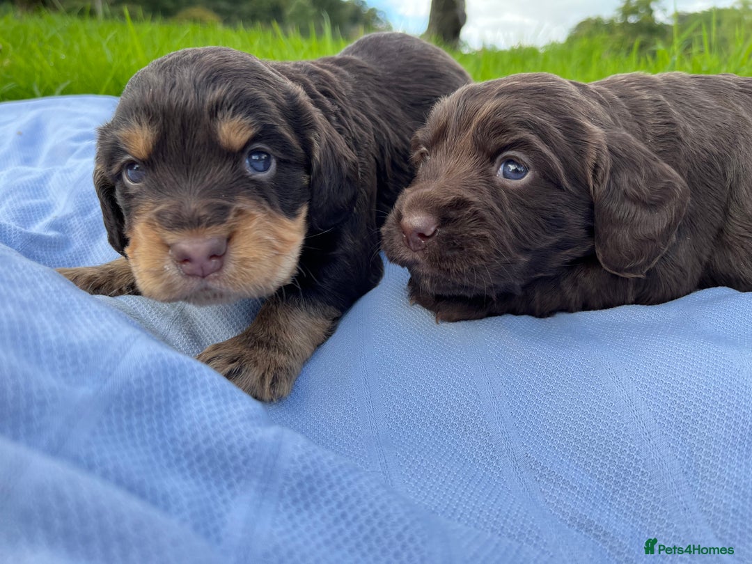 Cocker Spaniel dogs for stud: HEALTH TESTED KC COCKER SPANIEL FOR STUD - Image 10