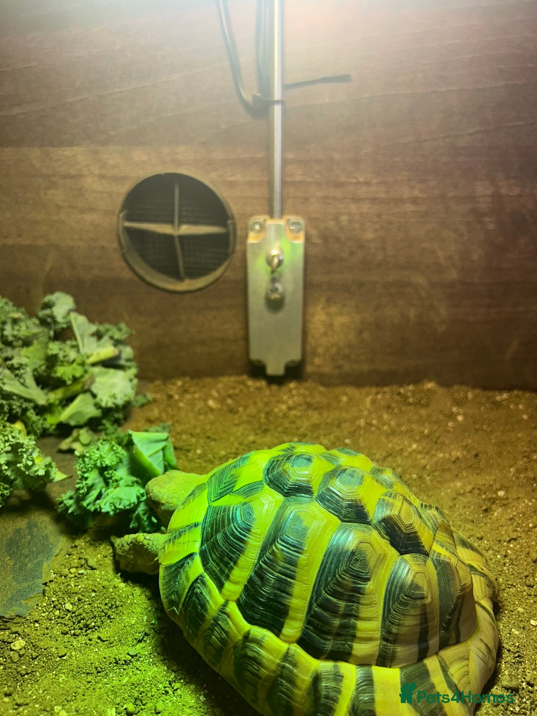 Hermann Tortoise reptiles for sale: Herman tortoise for sale with vivarium  - Image 4