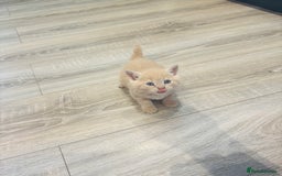 British Shorthair cats for sale: Beautiful British short hair kittens  - Image 3
