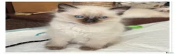 Ragdoll cats for sale: 4 Stunning male pure ragdoll kittens  - Advert 7