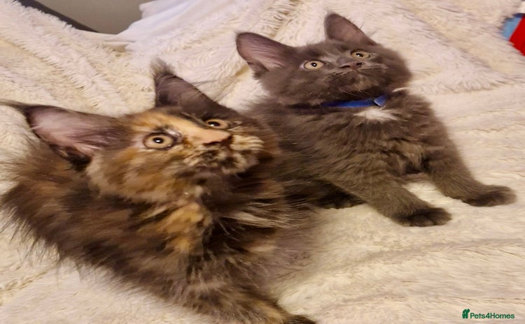 Maine Coon cats - Advert 3