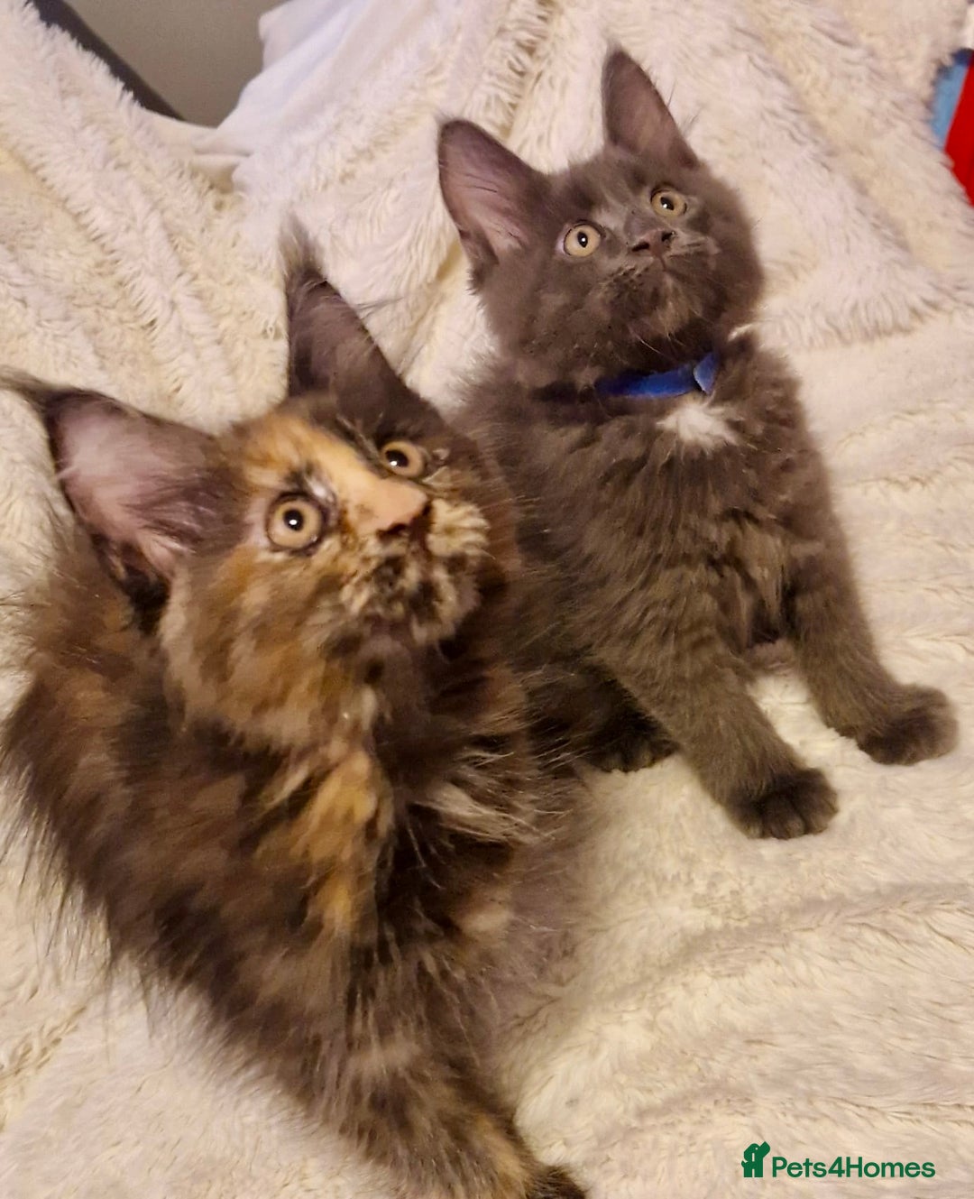 Maine Coon cats for sale: 🌟Ready to leave 4 XL Maine Coons active available - Image 2