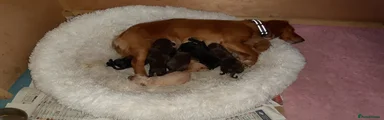 Black boy AVAILABLE 