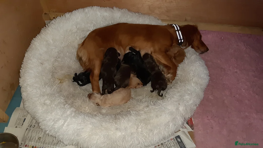 Cocker Spaniel dogs for sale: KC registered Working Cocker Spaniel pups - Advert 2
