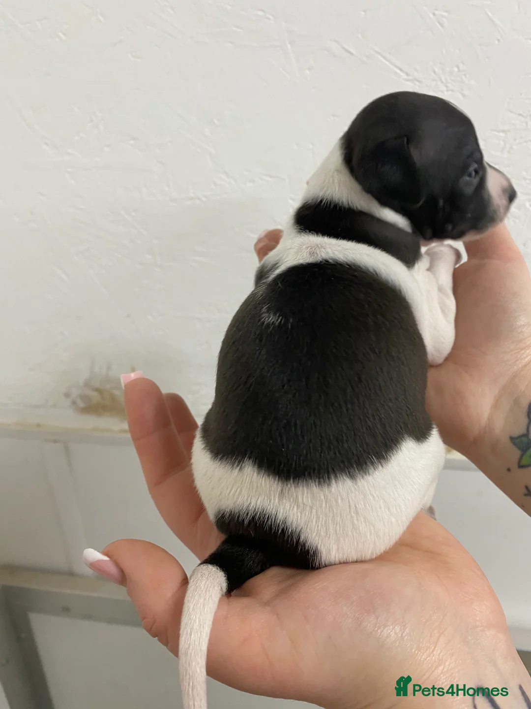 Italian Greyhound dogs for sale: Beautiful Italian Greyhound Puppies - Advert 7