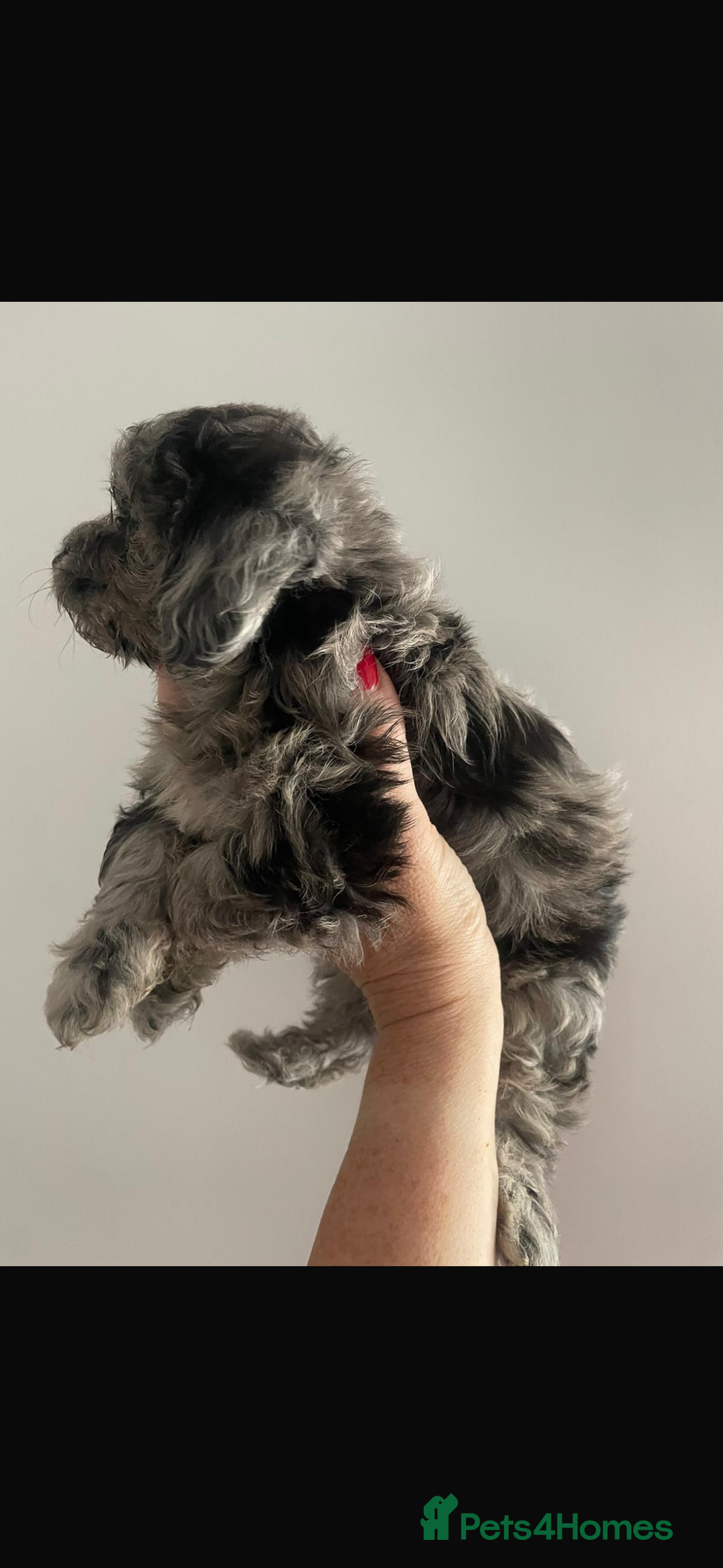 Maltipoo dogs for sale: Maltipoo ** merle ** size  - Image 3