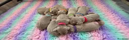 Weimaraner dogs for sale: Two gorgeous kc Weimaraner boys  - Advert 2