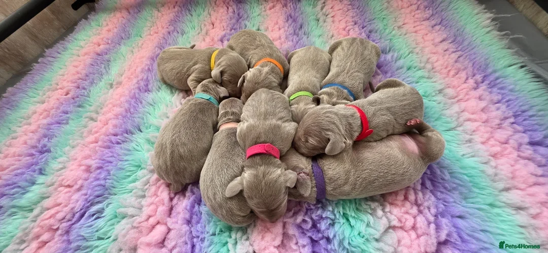 Weimaraner dogs for sale: Two gorgeous kc Weimaraner boys  - Advert 2
