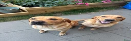 Labrador Retriever dogs for sale: Golden Labrador puppies (shorthair) - Advert 2