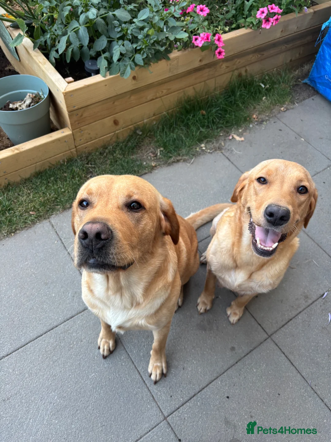 Labrador Retriever dogs for sale: Golden Labrador puppies (shorthair) - Advert 2