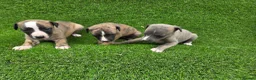 Whippet dogs for sale: Beautiful KC Registered Whippet Pups. - Advert 13