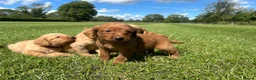 Labradoodle dogs for sale: F1 Miniature Labradoodle puppies  - Advert 13