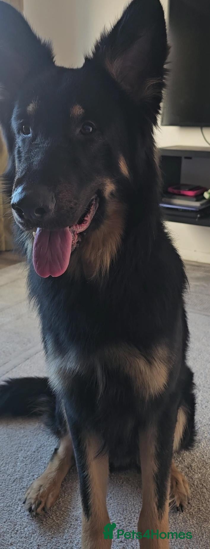 German Shepherd dogs German shepherd for rehome  - Advert 15