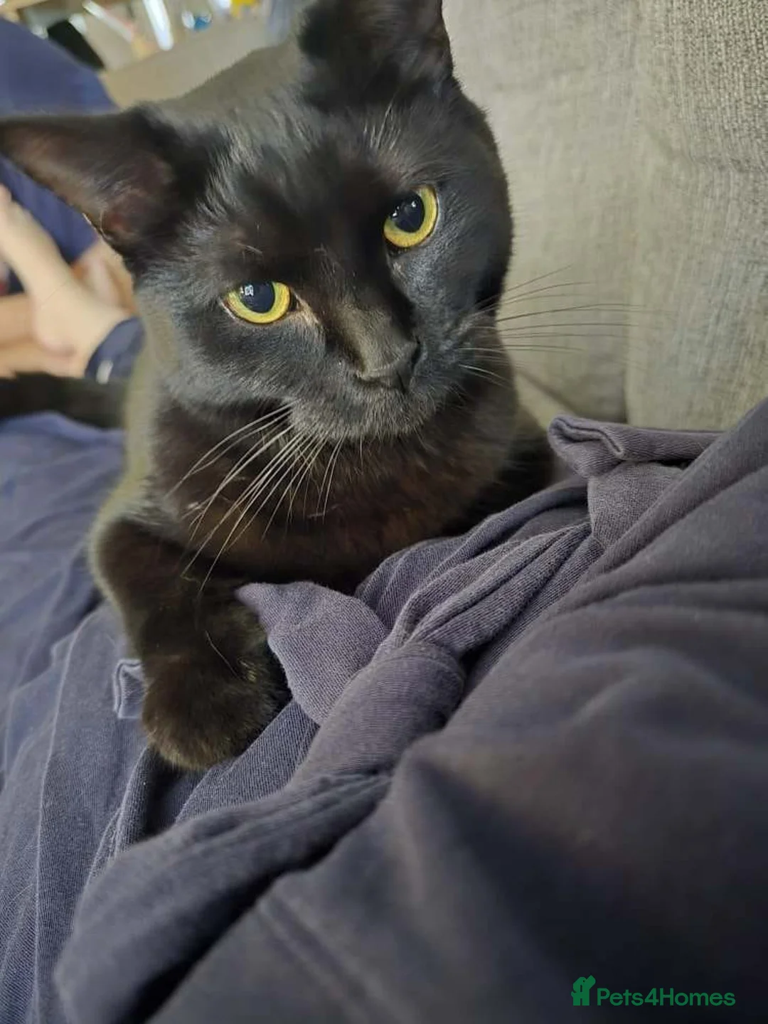 Mixed Breed cats for sale: Young male black cat for rehoming - Advert 4