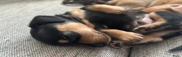 Miniature Dachshund dogs for sale: Beautiful Miniature Dachshund Puppies – Ready Soon - Advert 10