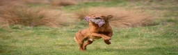 Labrador Retriever dogs for stud: FULLY HEALTH TESTED DARK RED STUD - Advert 3
