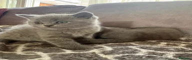 British Shorthair 4