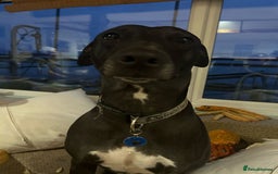 Mixed Breed dogs for sale: FREE TO A GOOD HOME - Image 4
