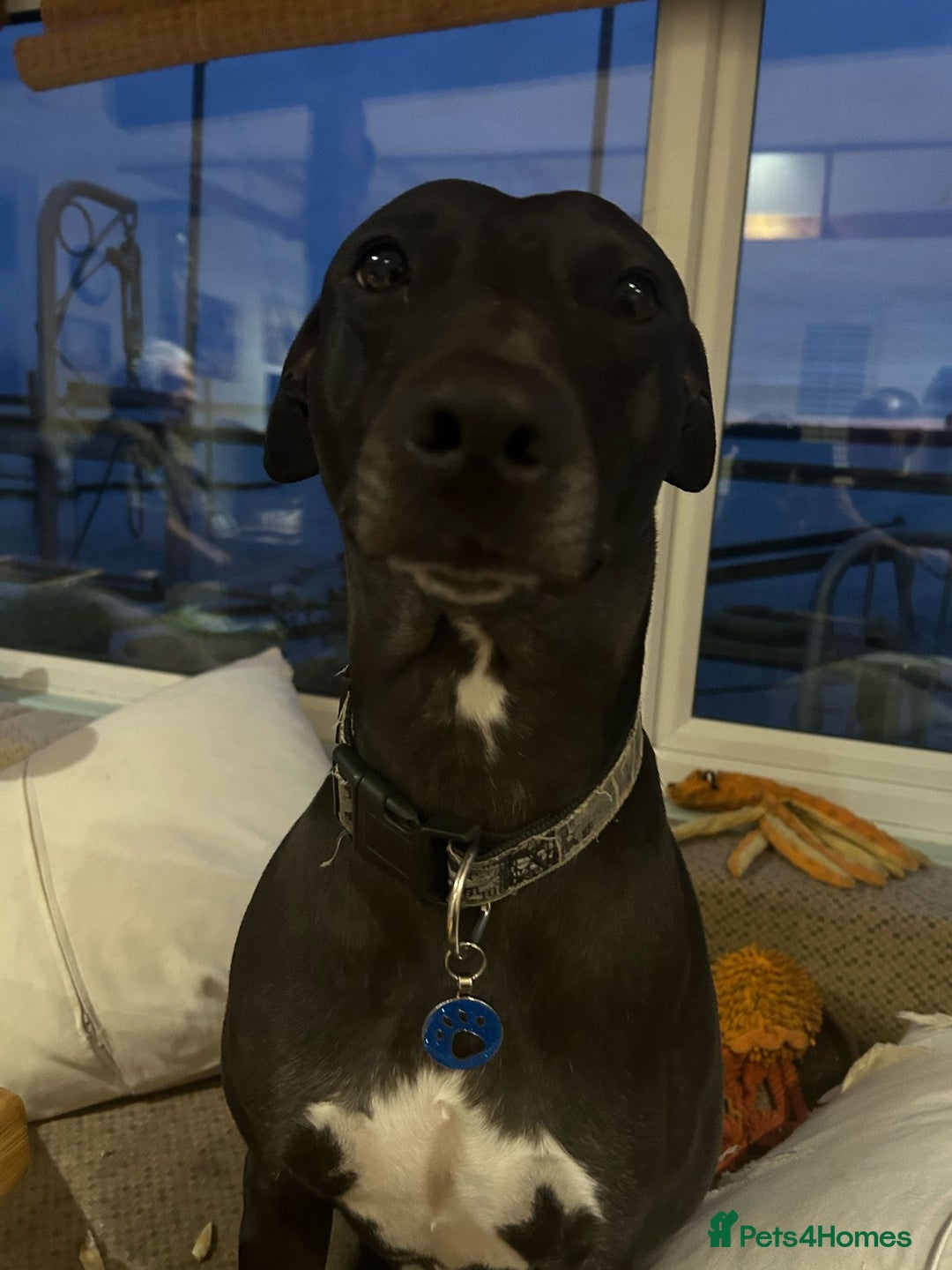 Mixed Breed dogs for sale: FREE TO A GOOD HOME - Image 4